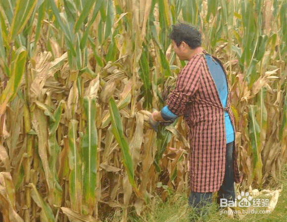 玉米晚收的好处及注意事项