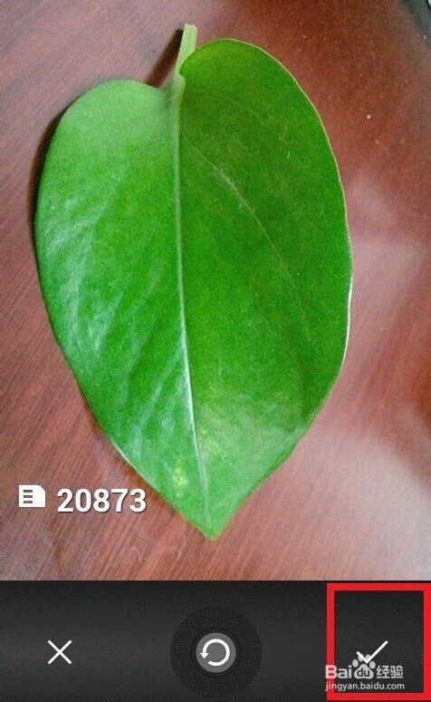 如何根据图片照片识别植物名称?