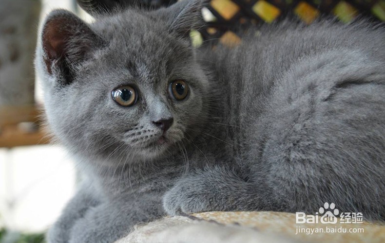 不小心被猫咪抓了怎么办?怎么处理?