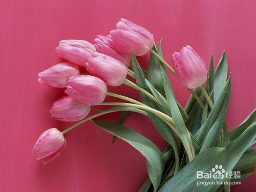 #过年#春节期间买什么花放在家里面比较好呢？