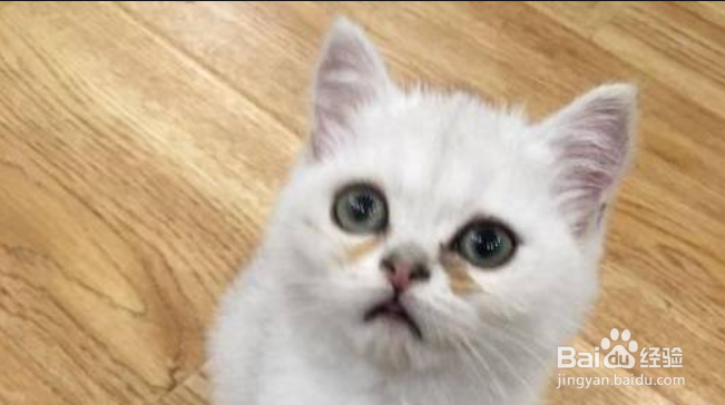 猫泪痕怎么消除