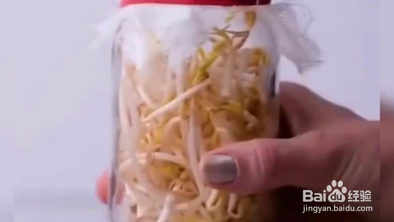 如何在家小范围种菜