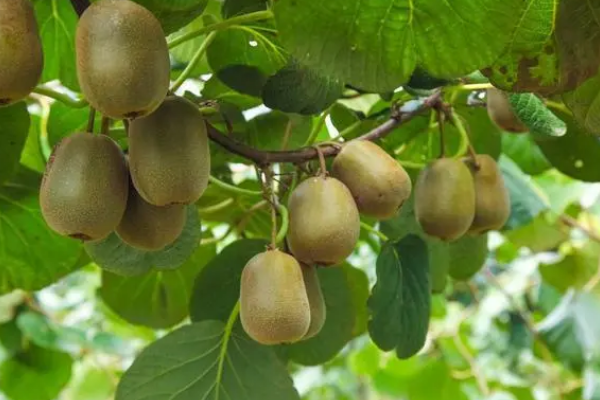 猕猴桃适宜的种植海拔是多少