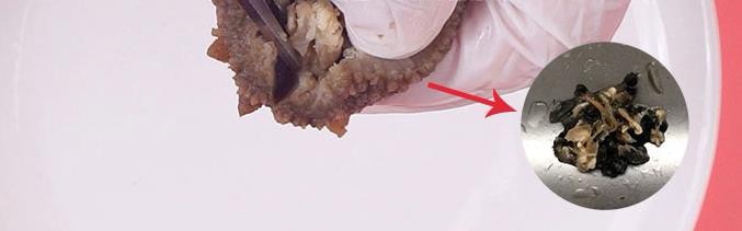 如何辨别海参的好坏