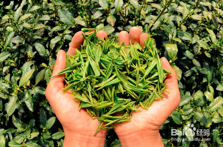 怎么创建一个茶叶品牌?