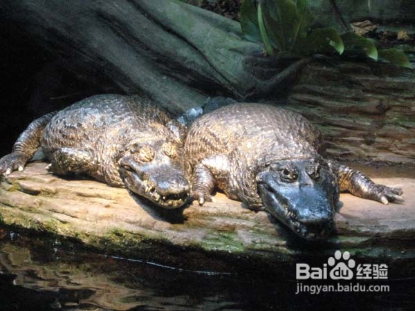 温哥华水族馆:水中舞动的精灵们
