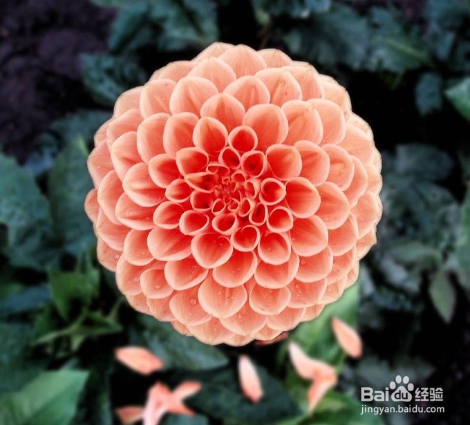 如何让鲜花保鲜更久？