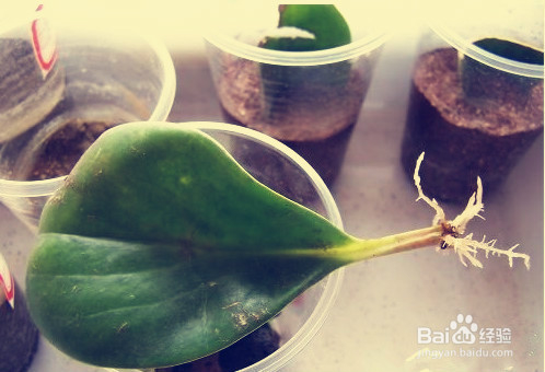 豆瓣绿（碧玉花）的介绍