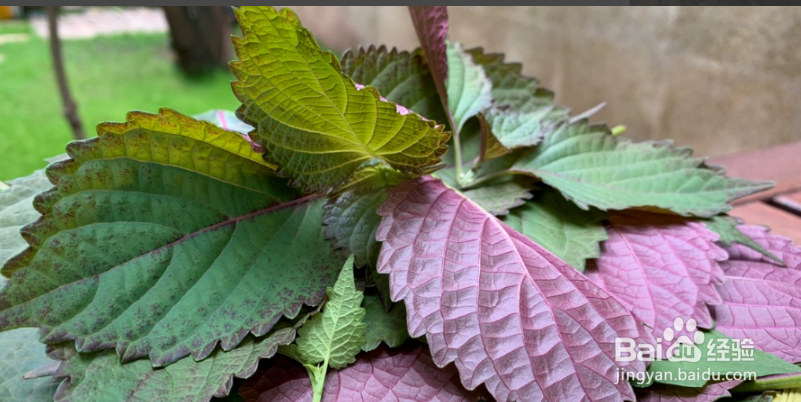 紫苏怎么做凉拌菜
