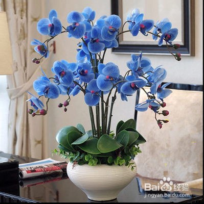 蝴蝶兰夏季怎么管理