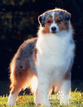 澳大利亚牧羊犬不能吃的东西有哪些？
