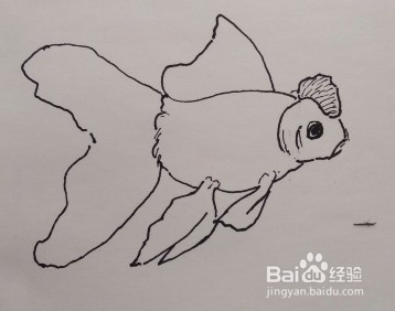 线描画:金鱼怎么画,如何画金鱼