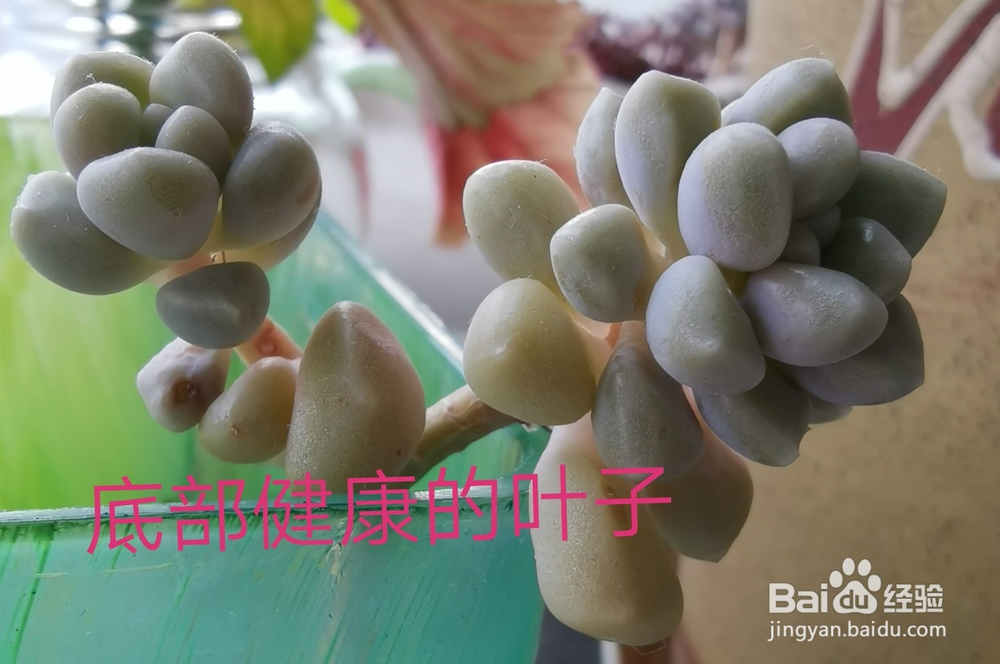 冬天多肉叶片扦插方法