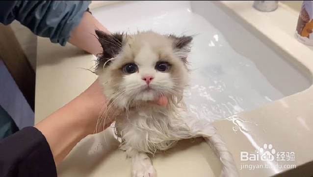 如何给小猫咪洗澡
