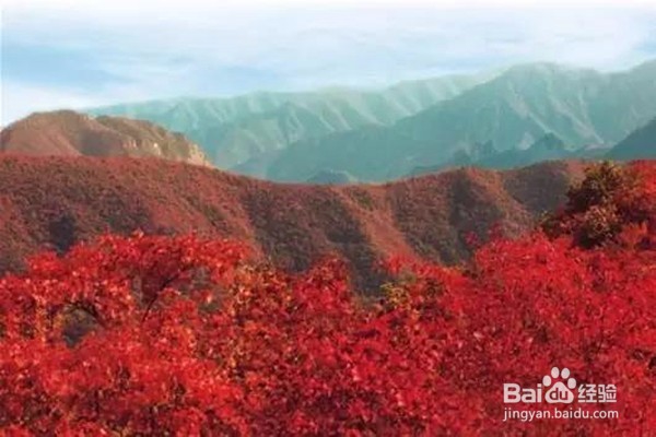 赏枫叶好去处——河南家门口赏枫叶攻略