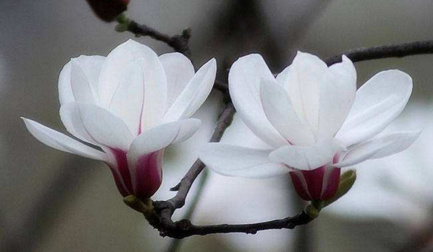 白玉兰属于什么科目