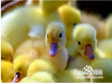 饲养鸭子技巧
