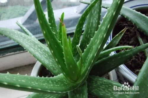 芦荟叶子发黄该怎么办？