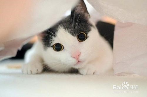 小猫太瘦了怎么才能养胖点