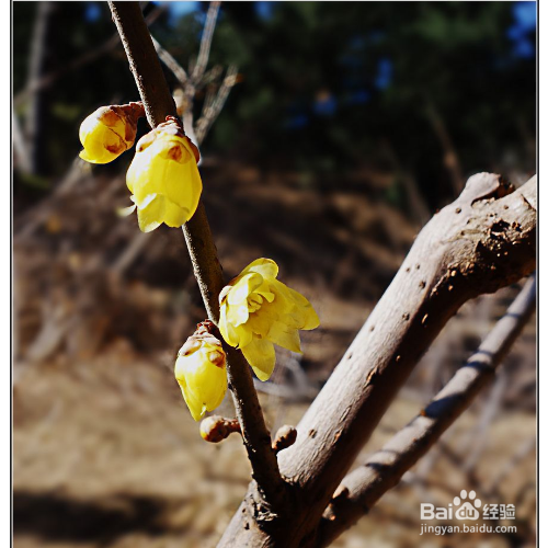 腊梅烂根了怎么办？