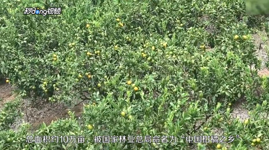 汉中城固桔园景区游玩攻略