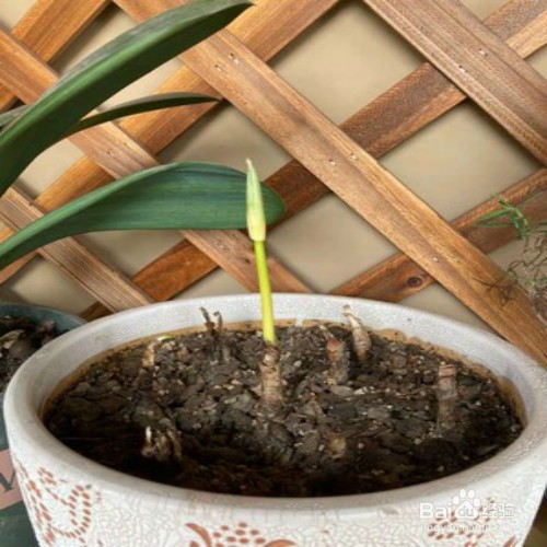 如何养好彼岸花