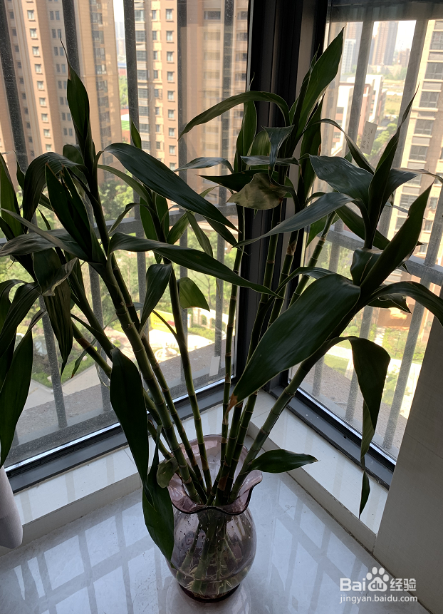 富贵竹应该如何养护