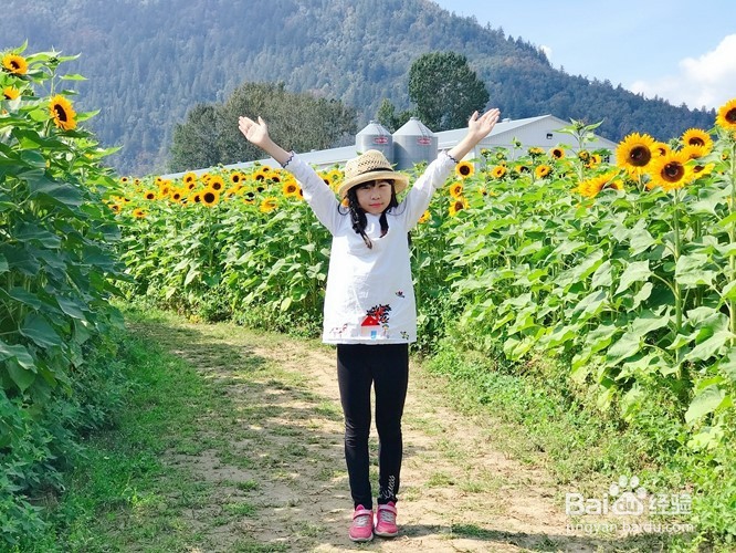 向日葵节Chilliwack Sunflower Festival