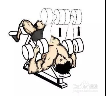 只需一对哑铃,在家锻炼全身肌肉!