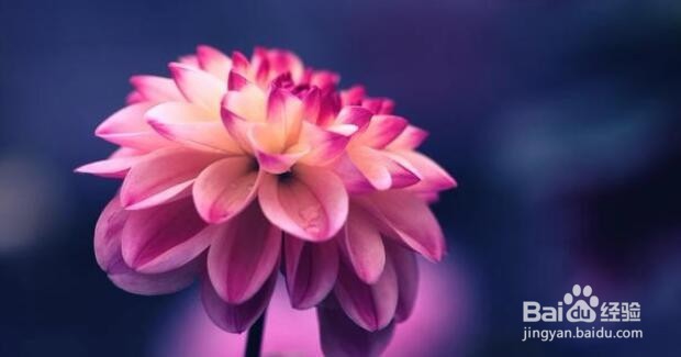 摄影拍植物，咋构图，能显得“不俗”？