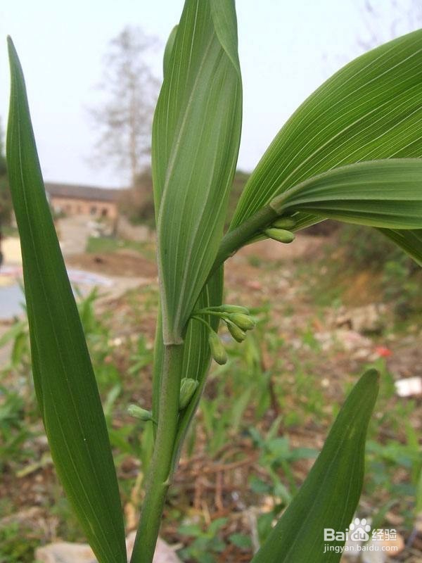 玉竹苗怎么培植