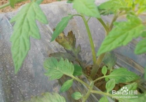 西红柿的种植管理如何浇水施肥