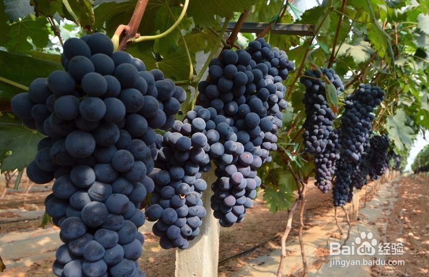 特早熟葡萄品种 极早甜66葡萄新品种
