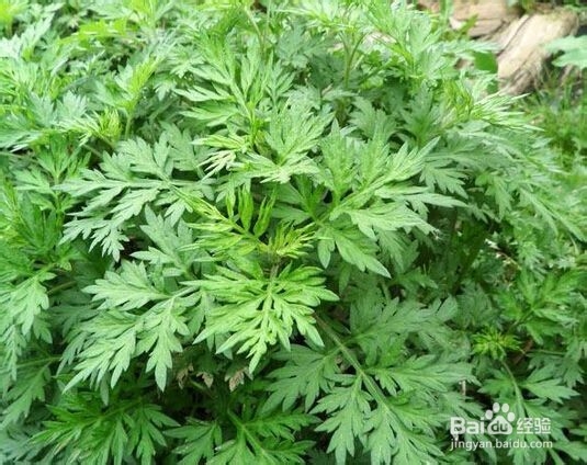 端午节给父母送礼送什么好呢