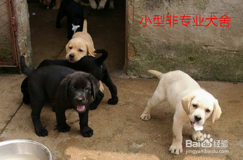 纯种拉布拉多巡回犬幼犬多少钱