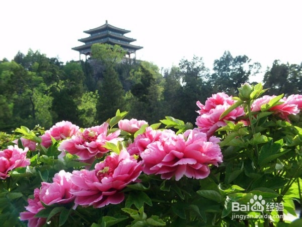 北京春天：赏花好去处