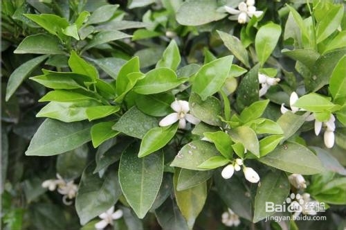 脐橙树怎样培养有叶花枝