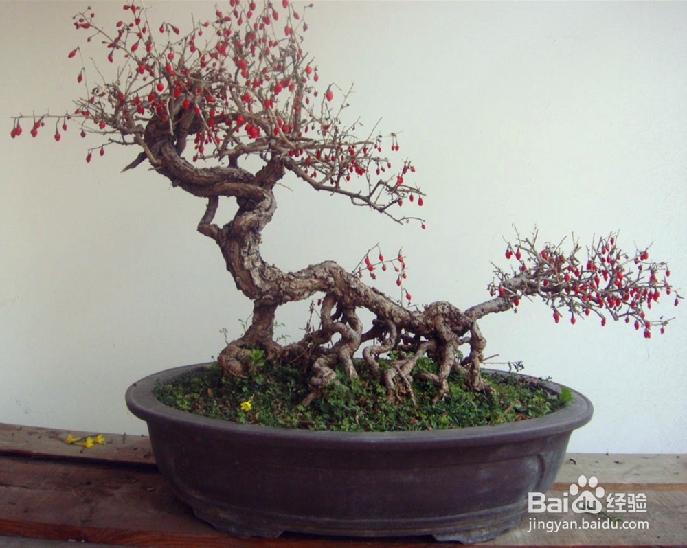 美观又实用的家居植物