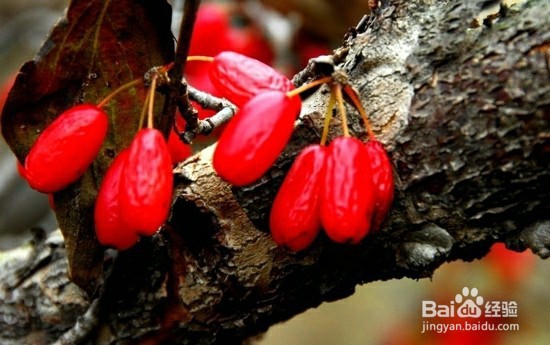 重阳节活动习俗攻略