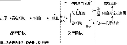 高中生物学习方法：[20]特异性免疫的过程