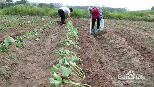 红薯正确栽法