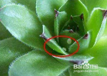 多肉植物怎么养好