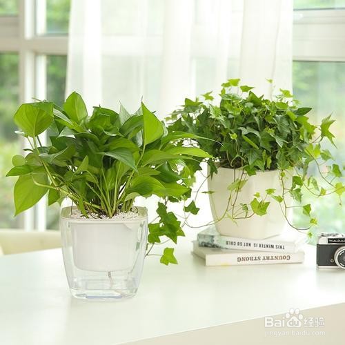 如何挽救黄了的绿萝叶子？