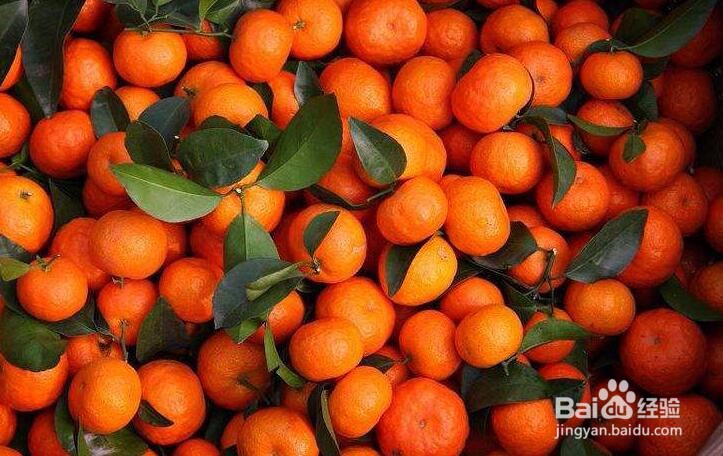 防治砂糖桔枯叶夜蛾的几个方法