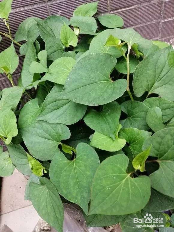 “长寿菜”别出门挖了，阳台种一点，够吃大半年
