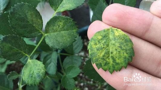 月季花生虫子怎么办?