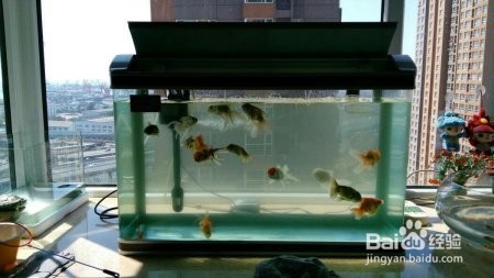 鱼缸水流声音大怎么解决