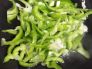 青椒炒小青菜的做法