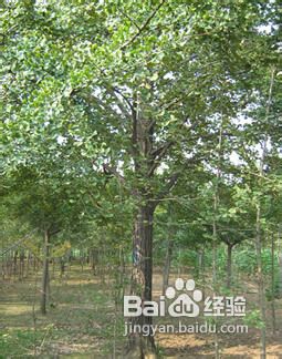 银杏的人工授粉方法