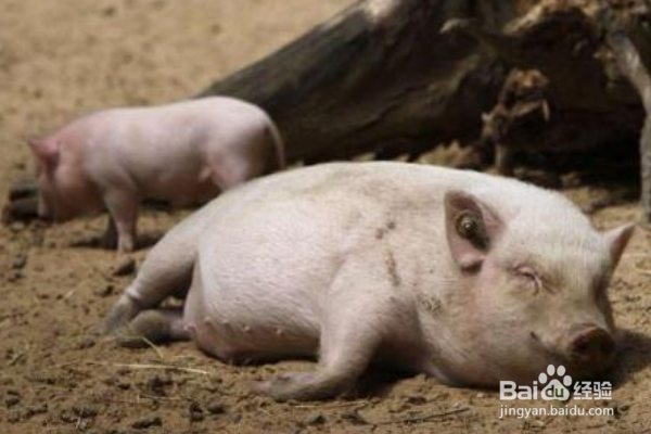 小猪肚子胀气解决方法有哪些?